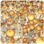 Псилоцибиновые (галлюциногенные)  грибы Psilocybin "Golden Teacher" в Оренбурге