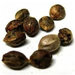 Семена марихуаны АК-47  (Seeds AK-47) в Оренбурге